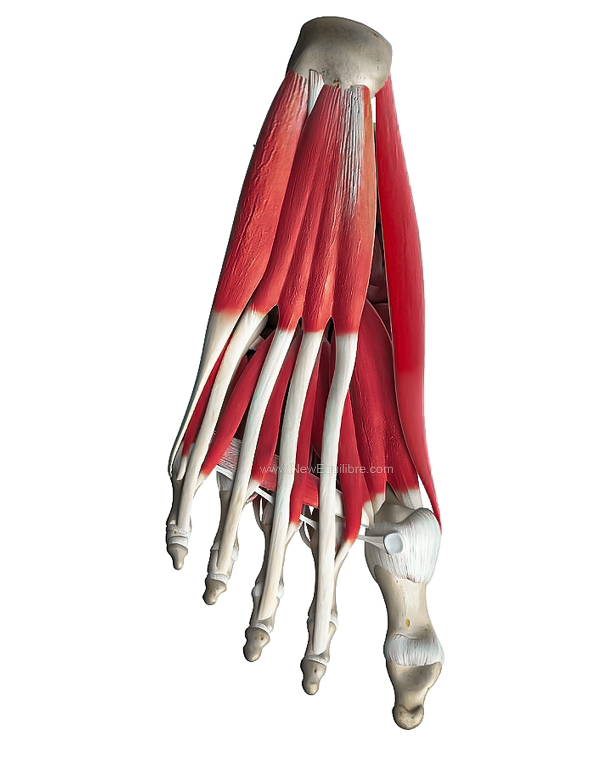 Anatomie du pied. Os, muscles et tendons