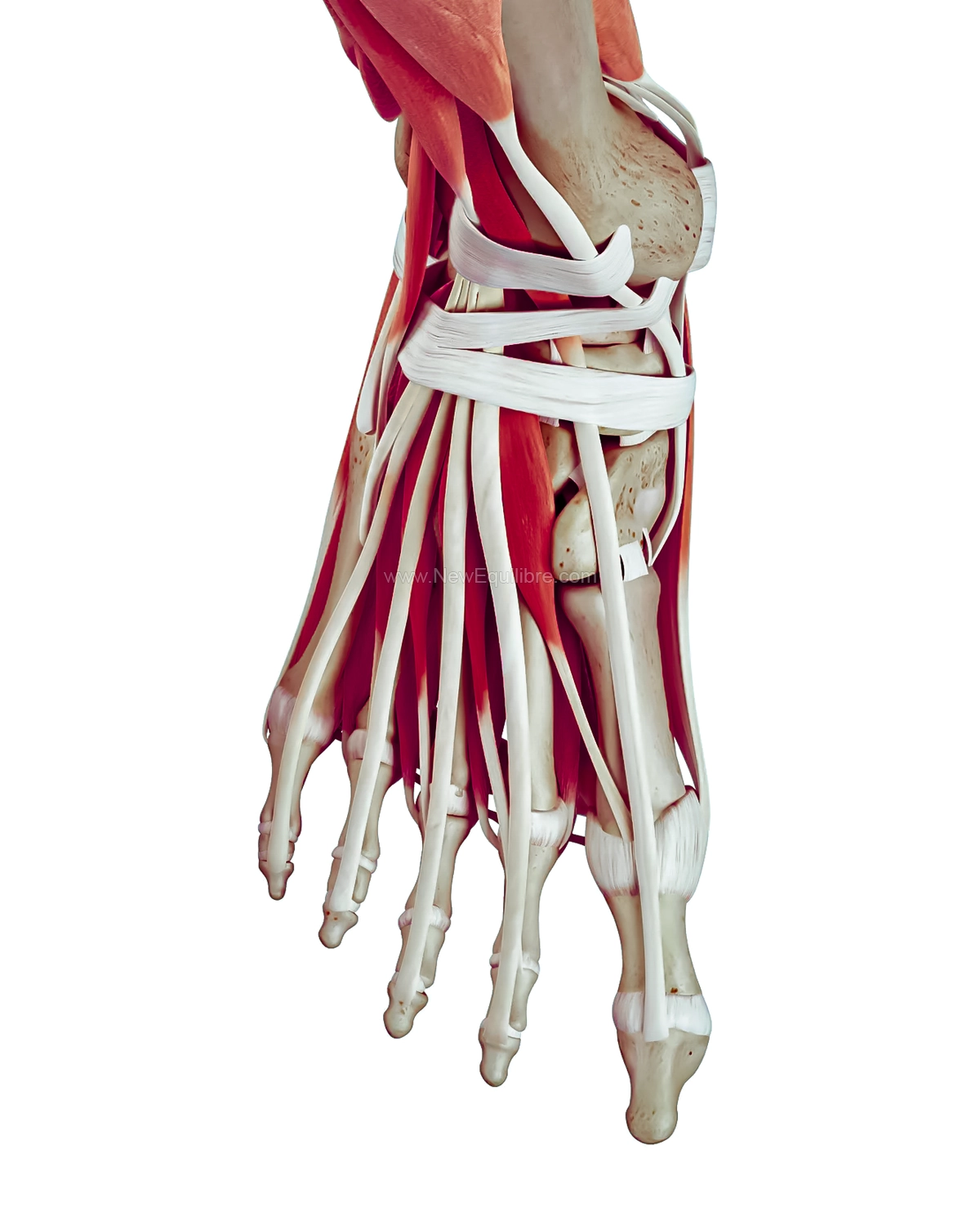 Anatomie du pied. Os, muscles et tendons