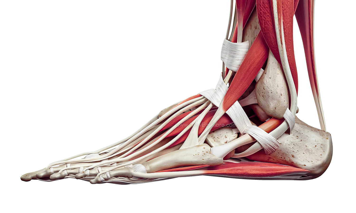 Anatomie du pied. Os, muscles et tendons