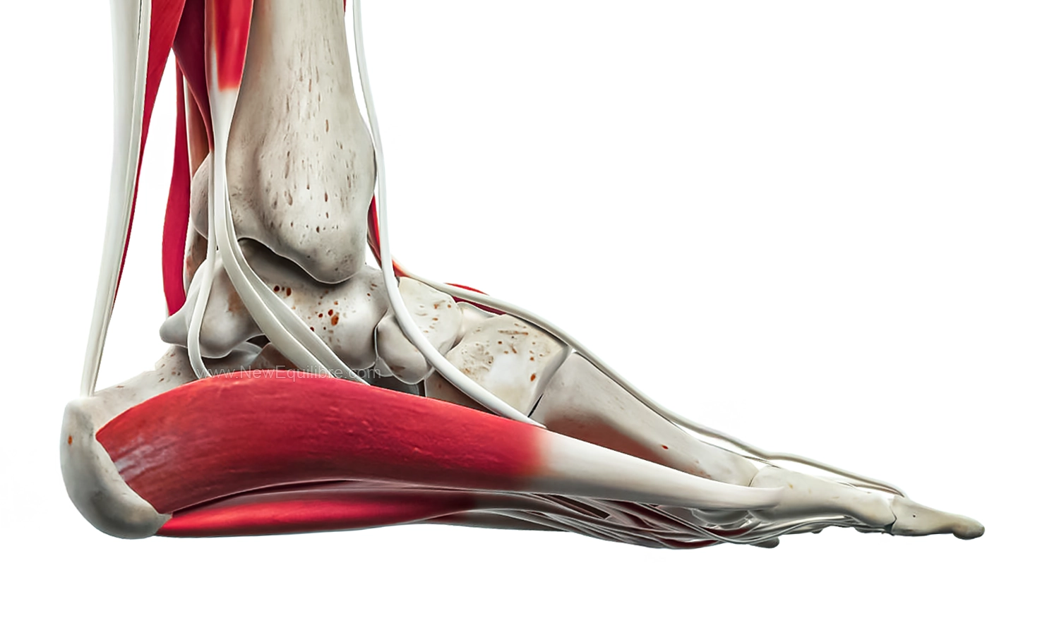 Anatomie du pied. Os, muscles et tendons
