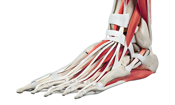 Anatomie du pied, vue 3/4 avant