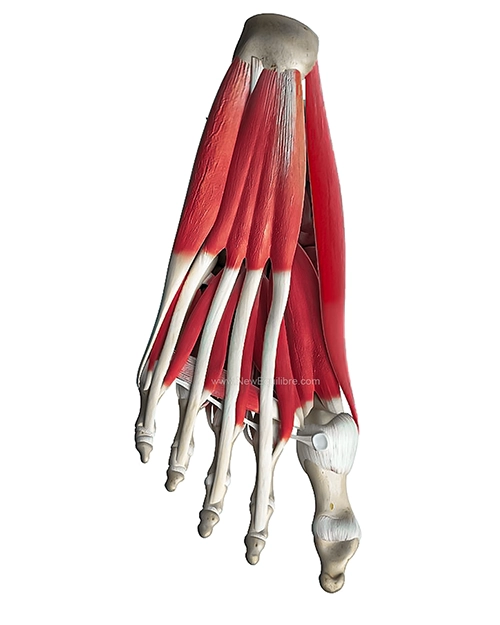Anatomie du pied, vue inférieure