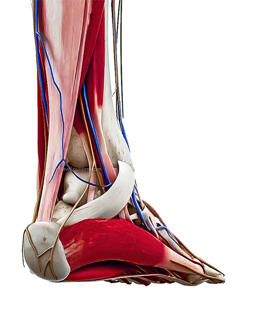 Anatomie du pied, vue arrière talon